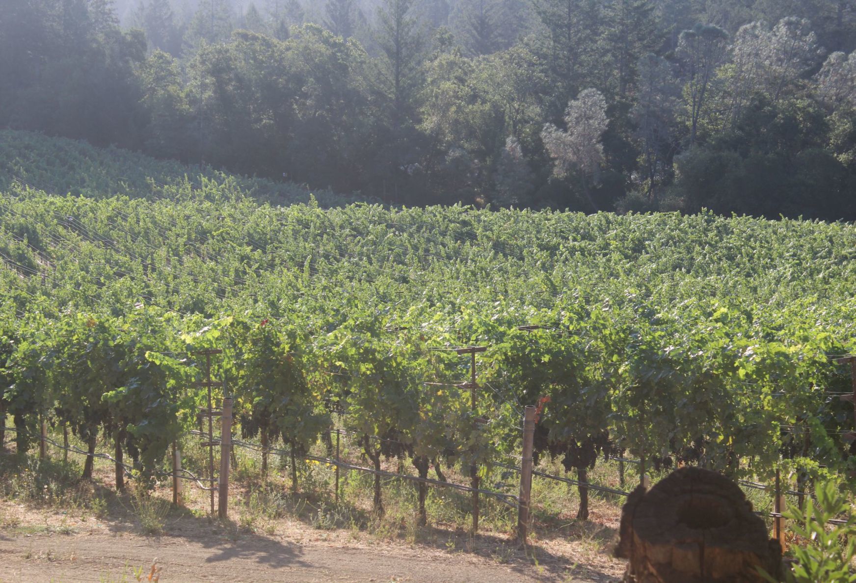Lives of the Vines